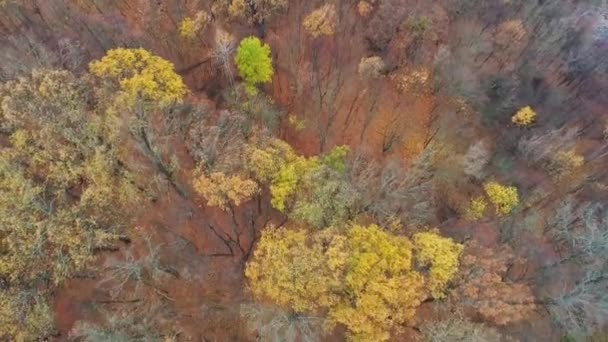 Outono floresta paisagem aérea tiro árvores amarelas — Vídeo de Stock