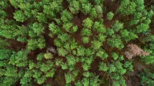 Bosque paisaje drone vista árboles verdes paisaje — Vídeo de stock