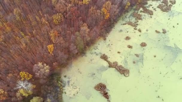 Orman bataklığı havadan çekilmiş doğa koruma alanı düşen ağaçlar — Stok video