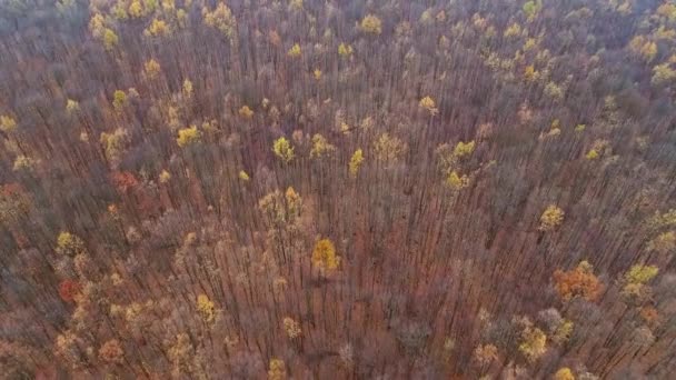 Sonbahar doğa parkı üstgeçidi, ağaçlar sarardı. — Stok video