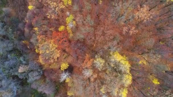 Осенний пейзаж воздушная съемка падения леса природы — стоковое видео