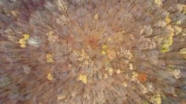 Sonbahar doğa rezerv drone manzaralı orman ağaçları bataklık