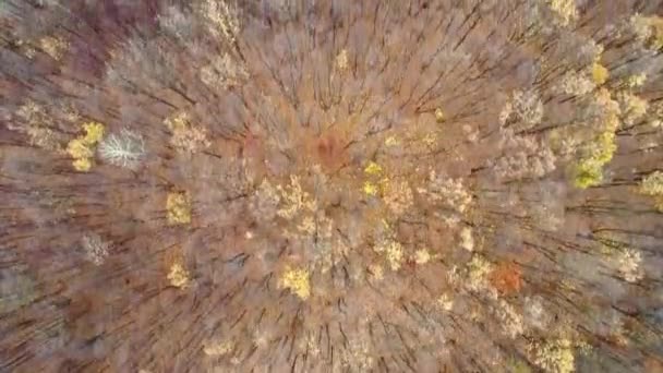 Automne réserve naturelle drone vue forêt arbres marais — Video