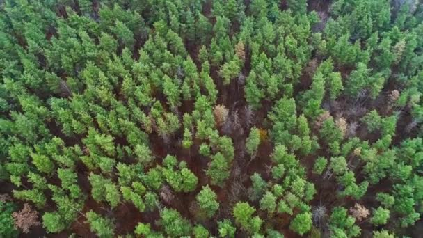 Лісові пейзажі повітряний постріл зелених дерев корон — стокове відео