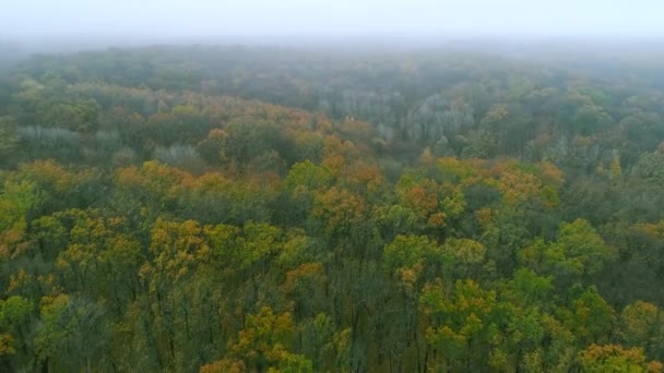 Herfst platteland luchtfoto uitzicht mistig bos skyline — Stockvideo