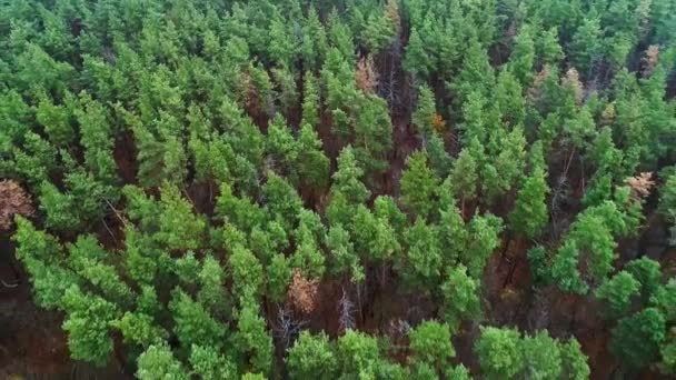 Sosnowy las widok z lotu ptaka zielone drzewa krajobraz — Wideo stockowe