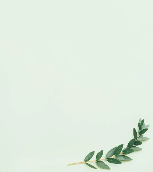 Floral decorative background green olive sprig — Stock Photo, Image