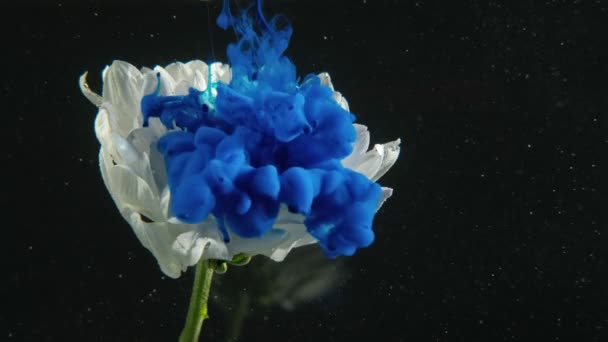 Flor tinta gota fantasma azul pintura tiro branco — Vídeo de Stock