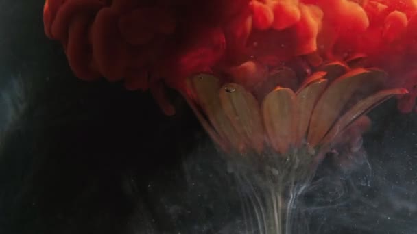 Fleur encre explosion luxuriante lave peinture éclaboussure pétales — Video