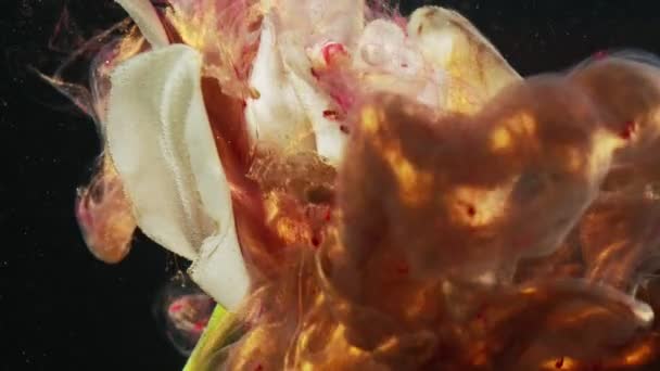 Цветок капли сахара миндаль бронзовая краска выстрел — стоковое видео