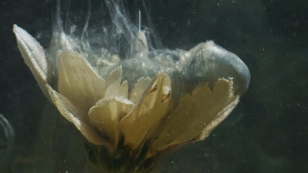 Encre fleur dans l'eau tonnerre peinture argentée éclaboussure — Video