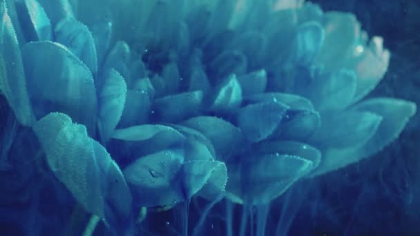 Fiore acqua arte blu fumo flusso bianco margherita petali — Video Stock