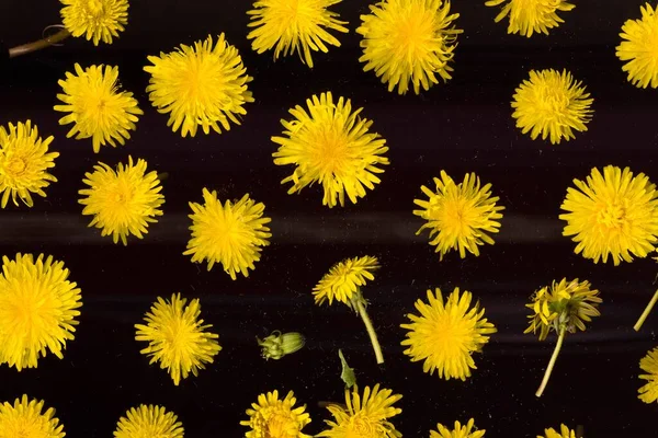 花の背景タンポポのパターン黄色の蕾 — ストック写真