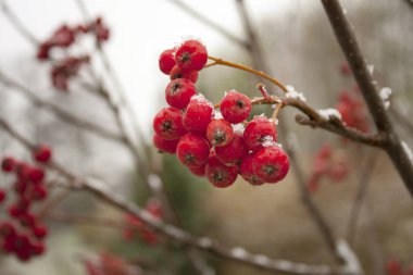 Kış Rowan kar altında 