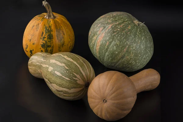 Summer harvest of pumpkin — Stock Photo, Image