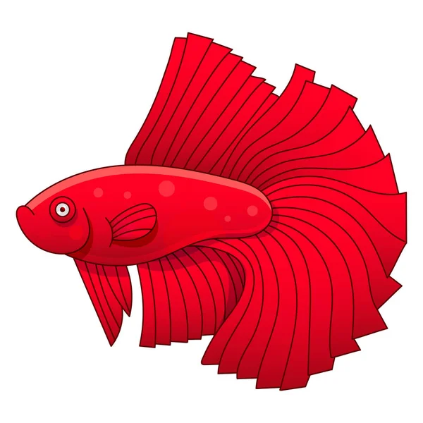 Aquarium Fish Cockerel Illustration For Kids And Adults — Stock Illustration Aquarium Fish Cockerel Illustration For Kids And Adults Stock Vector