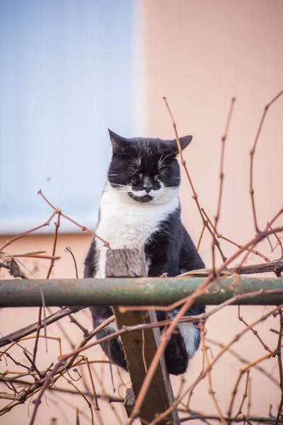 Bahçe içinde yerli kedi. — Stok fotoğraf