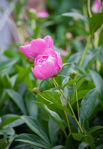 Vackra rosa pioner i trädgården — Stockfoto