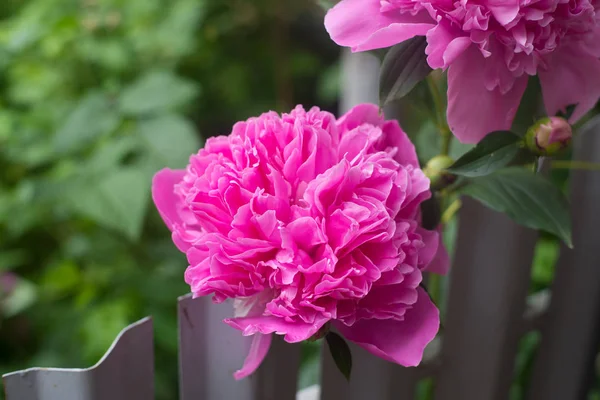 Belles pivoines roses dans le jardin — Photo