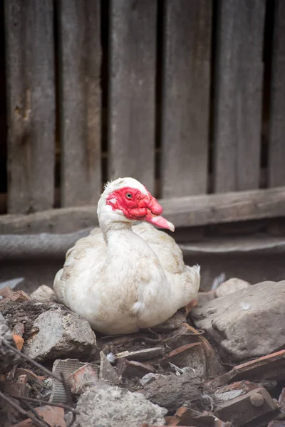 Eine Ente, die sich in einem Dorf bewegt — Stockfoto