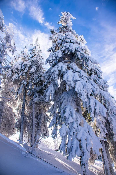 Pine trees covered by heavy snow against blue sky — Stock Photo, Image
