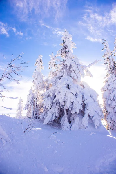 Mavi gökyüzü karşı şiddetli kar yağışı kapsadığı çam ağaçları — Stok fotoğraf