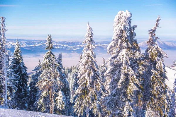 Tallar som omfattas av tung snö mot blå himmel — Stockfoto