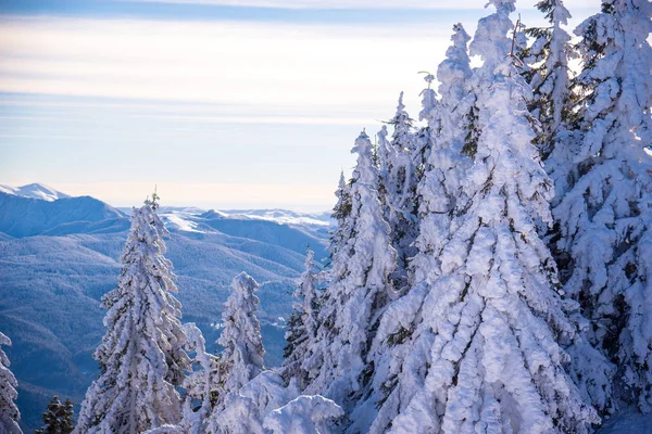 Сосны, покрытые тяжелым снегом против голубого неба — стоковое фото