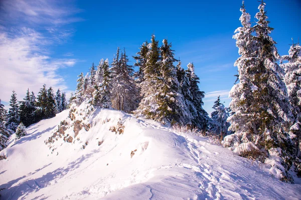 Skidanläggning i bergen, Rumänien, Transsylvanien, Brasov, Poiana Brasov — Stockfoto