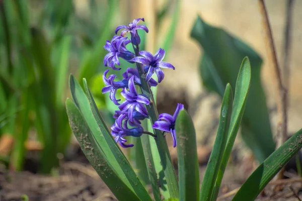 Hyacinthus azul em um jardim — Fotografia de Stock