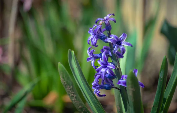 Kék Hyacinthus a kertben — Stock Fotó