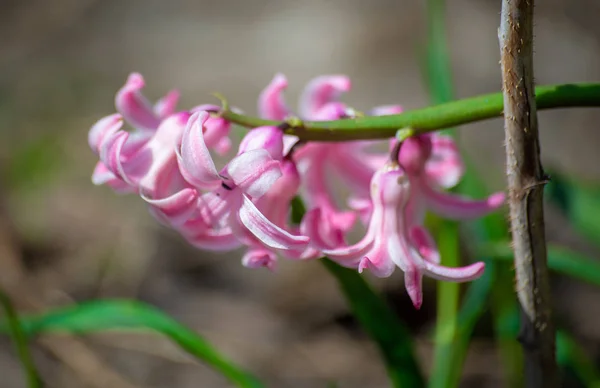 Hyacinthus rosa en un jardín — Foto de Stock