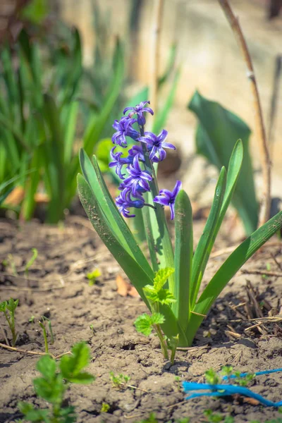 Hyacinthus azul em um jardim — Fotografia de Stock