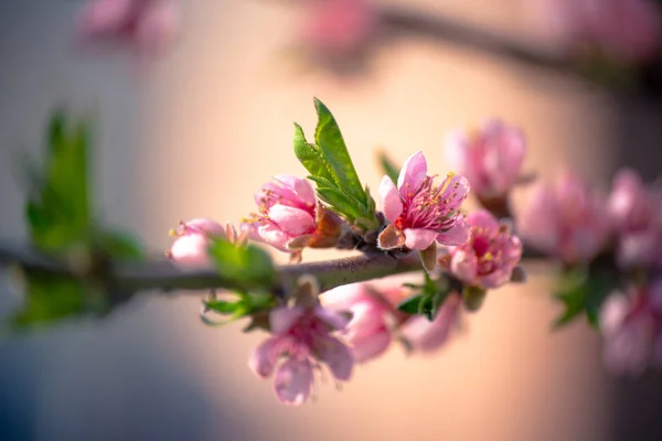 Прекрасна гілка персика, що цвіте — стокове фото