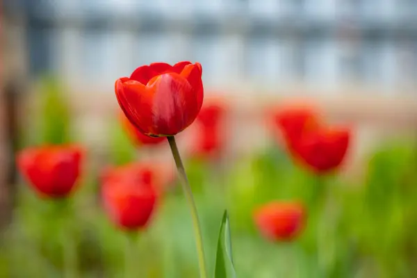 Krásný červený Tulipán v zahradě — Stock fotografie