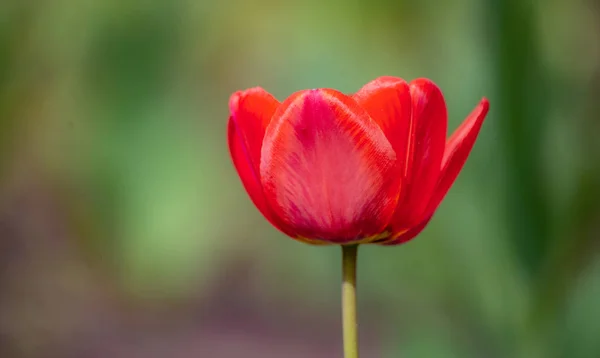 Un hermoso tulipán rojo en un jardín —  Fotos de Stock