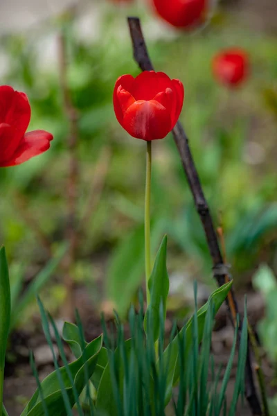 Krásný červený Tulipán v zahradě — Stock fotografie