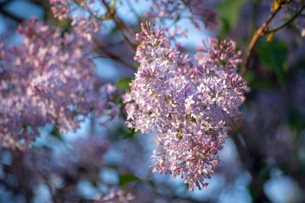 開花ライラックの春枝 — ストック写真