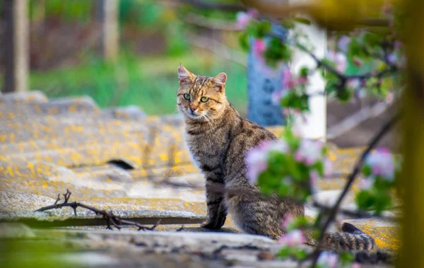 A beautiful cat in the country — Stock Photo, Image