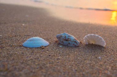 Sahilde deniz kabukları