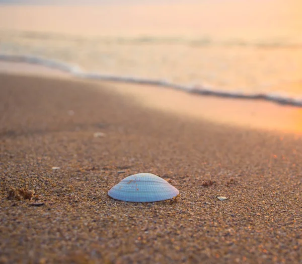 Sahilde deniz kabukları