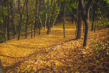 Sonbahar parkı manzarası - bulanık park ağaçları ve kurumuş sonbahar