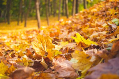 Sonbahar parkı manzarası - bulanık park ağaçları ve kurumuş sonbahar
