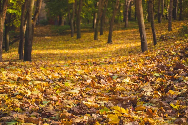 Paysage du parc d'automne - arbres flous du parc et automne sec tombé — Photo