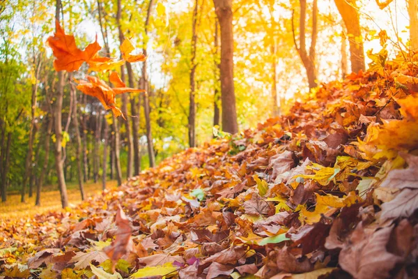 Őszi park táj - elmosódott park fák és elesett száraz ősz — Stock Fotó