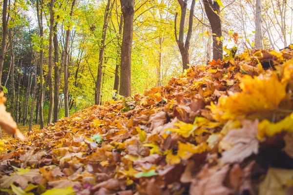 Őszi park táj - elmosódott park fák és elesett száraz ősz — Stock Fotó