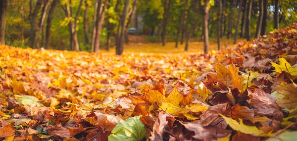 Sonbahar parkı manzarası - bulanık park ağaçları ve kurumuş sonbahar