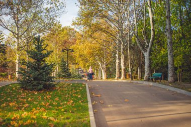İnsanlar sonbahar ormanında yürüyorlar. Düşen sarı yapraklar. 
