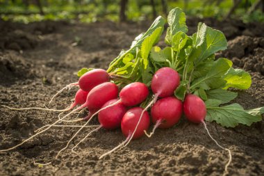 Yerde taze kırmızı turp var..