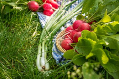 Taze kırmızı turp ve yeşil çimenli yeşil soğan. Üst görünüm
